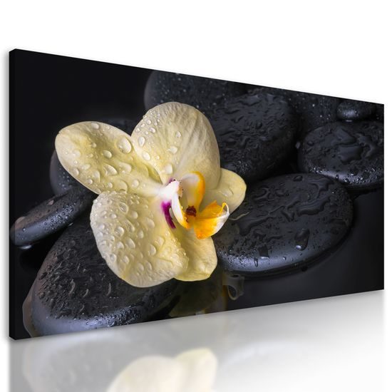 Obraz lávové kamene a zaujímavá orchidea