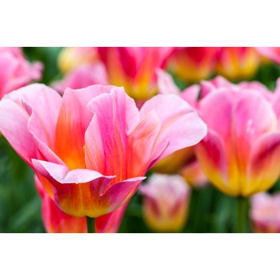 Obraz krása tulipánov