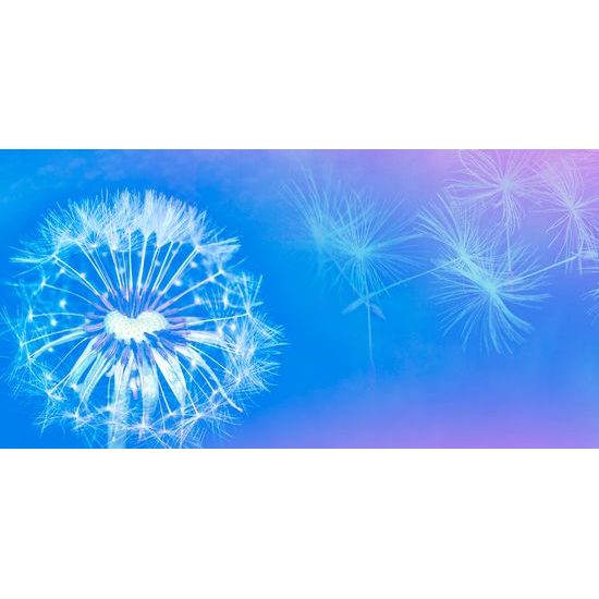 Obraz púpava v modro bielych farbách