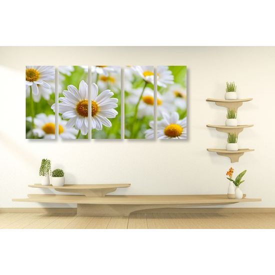 5-dielny obraz prekrásne sedmokrásky