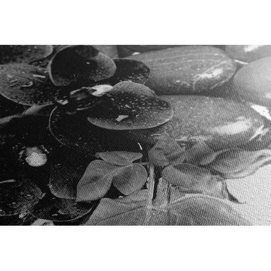 Obraz wellness zátišie a kvet orchidei v čiernobielom prevedení