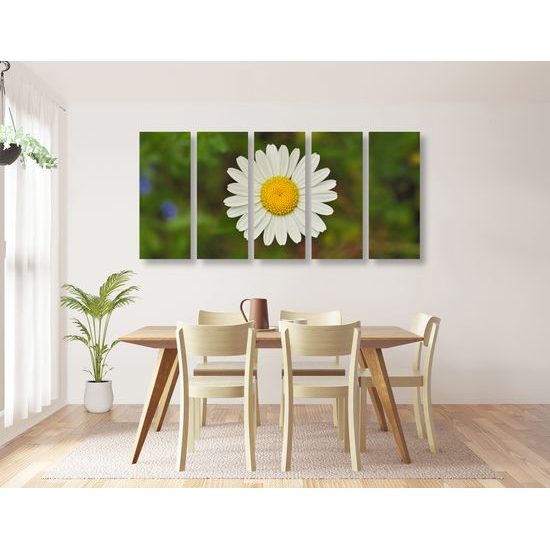 5-dielny obraz krásny lúčny kvet