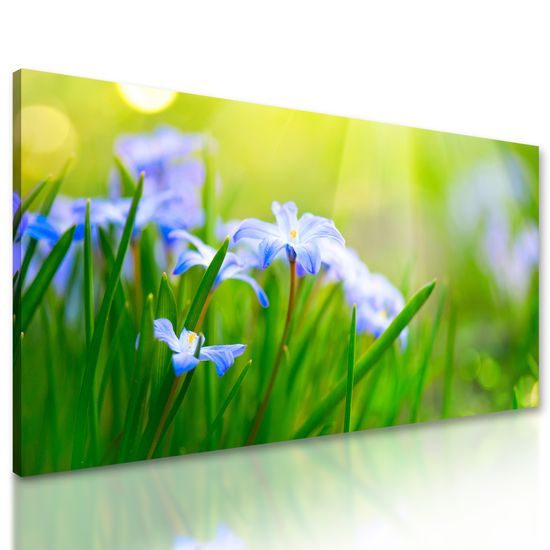 Obraz lúčne kvety na zelenej tráve