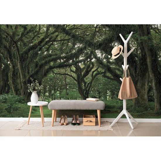 Samolepiaca fototapeta hustý les