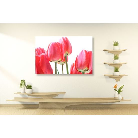 Obraz elegantné tulipány