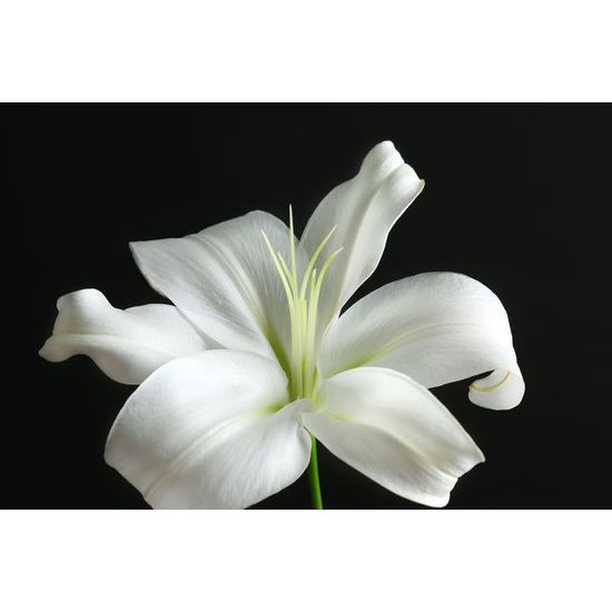 Obraz dýchberúca biela ľalia