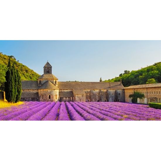 Obraz levandoľové pole