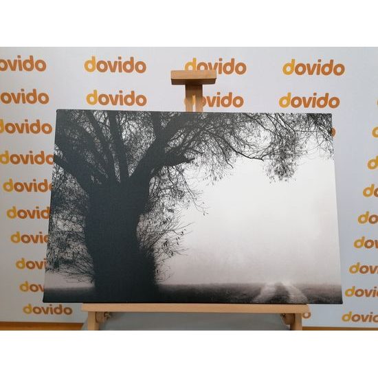 Obraz pole zahalené v rannej hmle v čiernobielom prevedení