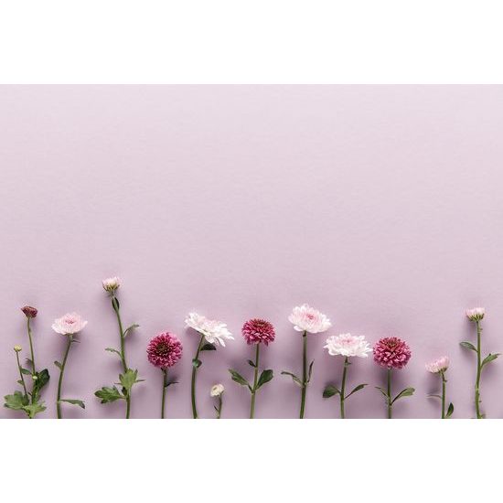 Samolepiaca fototapeta malebné zátišie z chryzantém