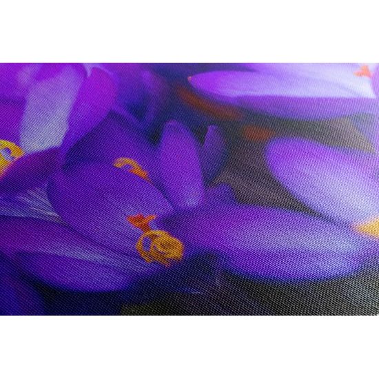 Obraz dýchberúci purpurový šafrán