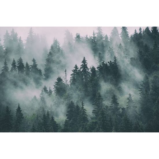 Obraz stromy zahalené do hmly