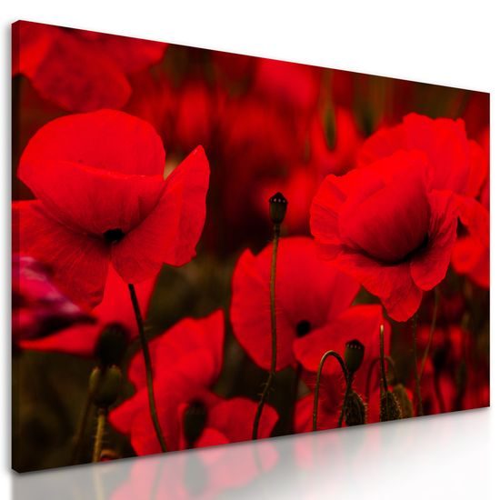 Obraz v objatí vlčích makov