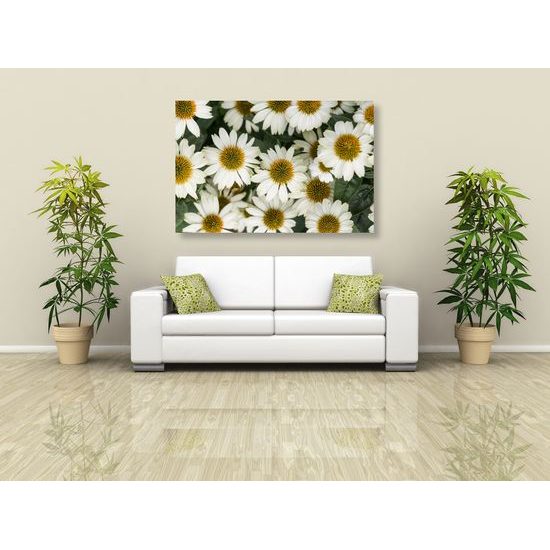 Obraz uzdravujúci harmanček