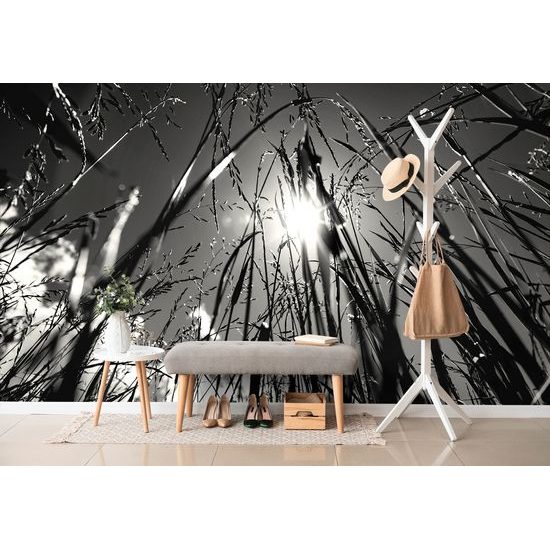 Fototapeta čiernobiely pohľad na slnko z trávy