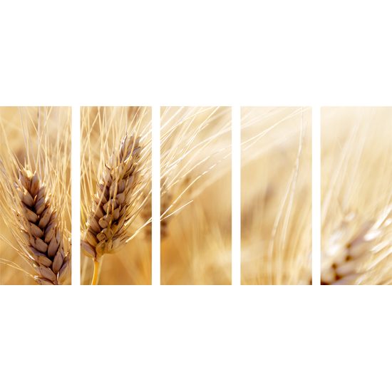 5-dielny obraz detail pšenice