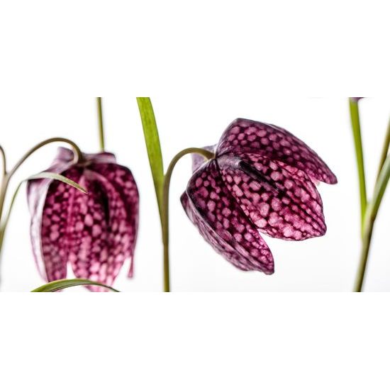 Obraz zaujímavý kvet zvončeka