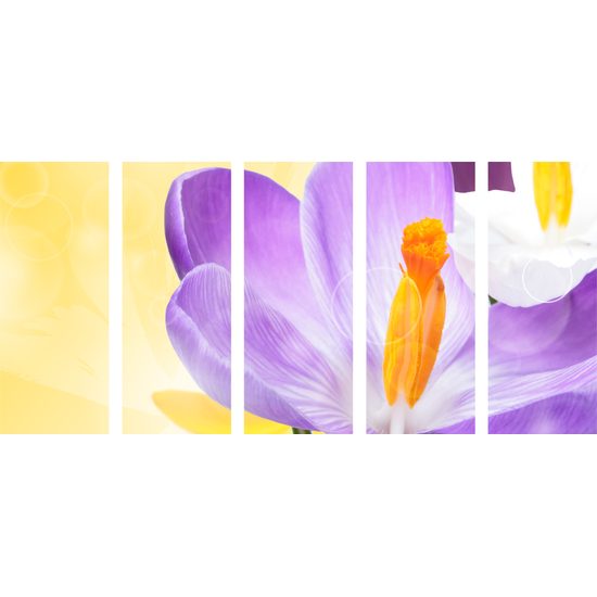 5-dielny obraz nežný šafrán