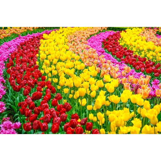 Tapeta farebný tulipánový záhon