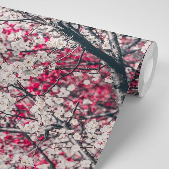 Samolepiaca fototapeta broskyňový strom plný kvetov
