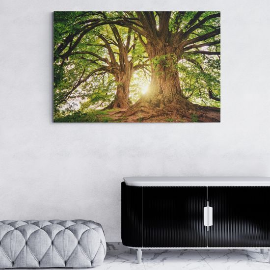 Obraz čaro mohutných stromov