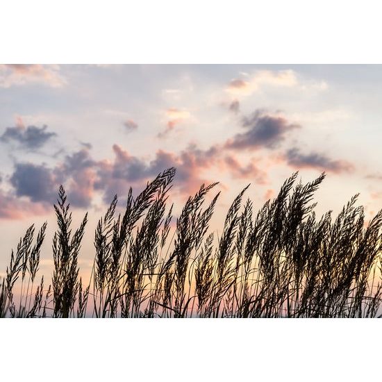 Zaujímavá samolepiaca fototapeta steblá trávy pri západe slnka