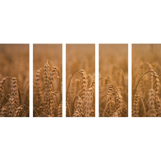 5-dielny obraz pšeničné pole