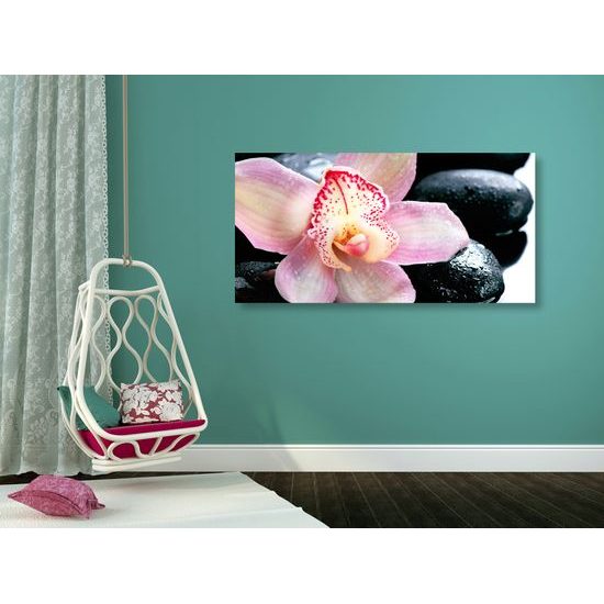 Obraz ružový kvet orchidei medzi wellness kameňmi