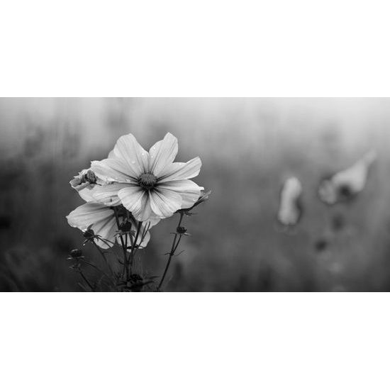 Obraz kvitnúce lúčne kvety v čiernobielom prevedení