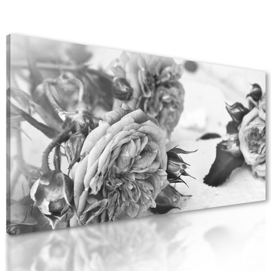 Obraz jemnosť nádherných ruží v čiernobielom prevedení