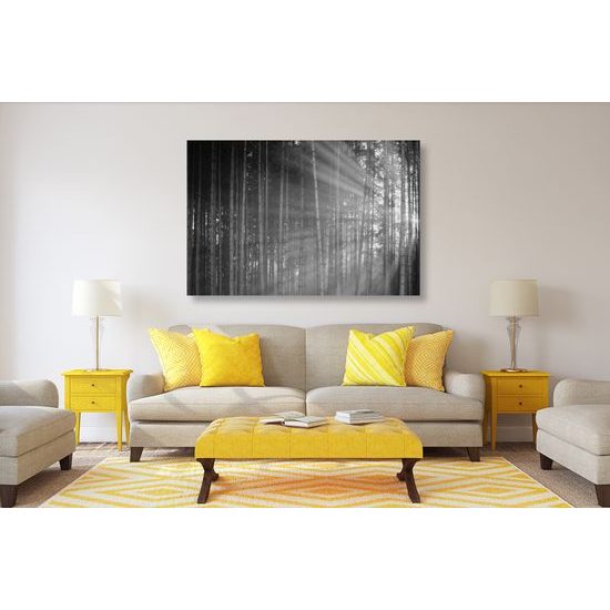 Obraz slnko vykúkajúce pomedzi stromy v čiernobielom prevedení