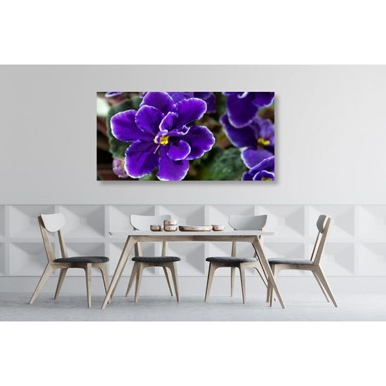 Obraz kvitnúca fialka