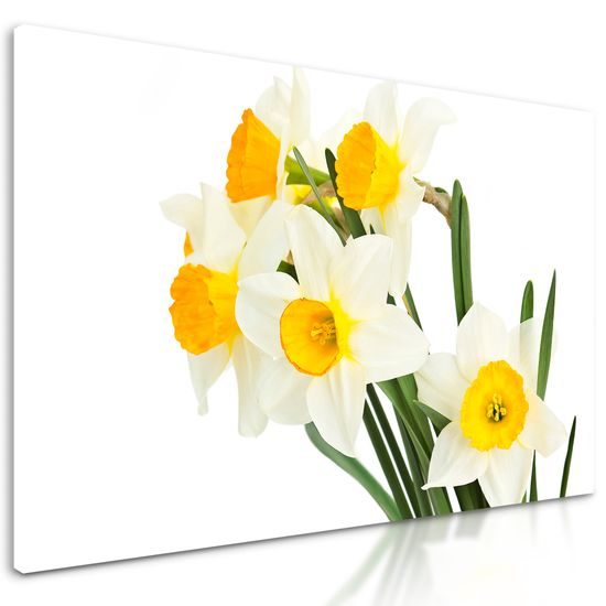 Obraz jemné jarné narcisy