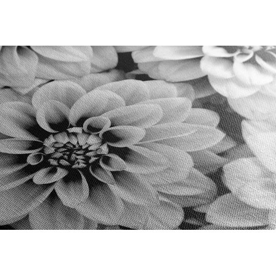 Obraz jemné rozkvitnuté dálie v čiernobielom prevedení