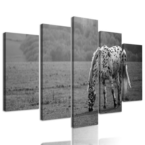 5-dielny obraz krásny kôň pasúci sa na lúke v čiernobielom prevedení