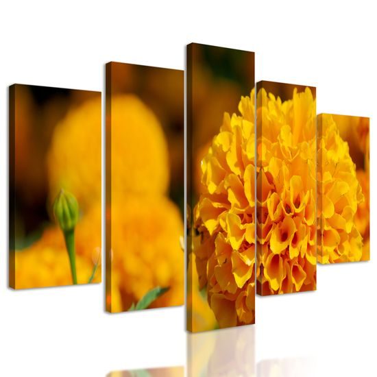 5-dielny obraz oranžový nechtík