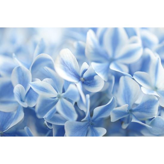 Originálna samolepiaca fototapeta belasé kvety hortenzie