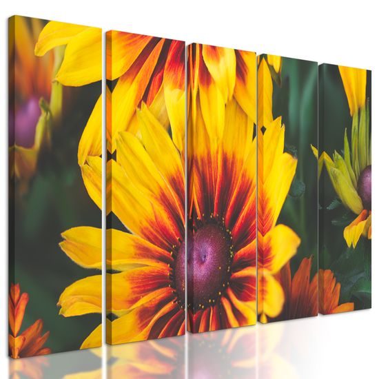5-dielny obraz pestrofarebný kvet rudbekie