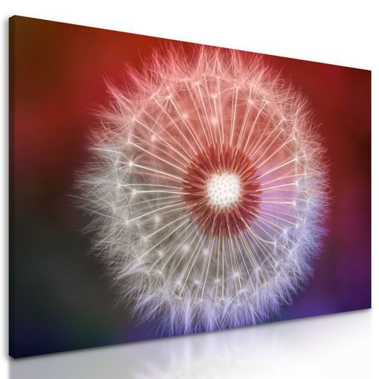 Obraz púpava v nádherných farbách