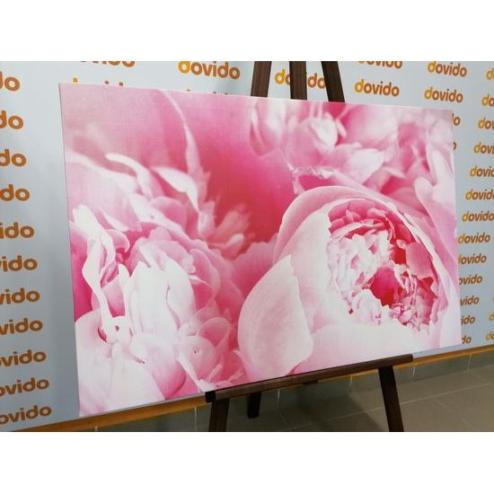 Obraz detail na ružové kvety