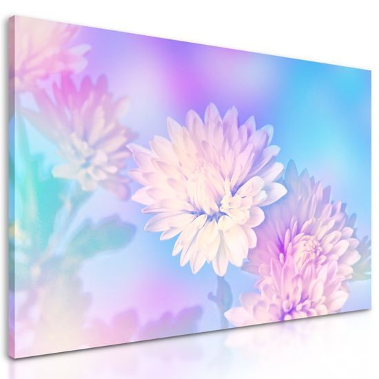 Obraz nádherné biele kvety chryzantény