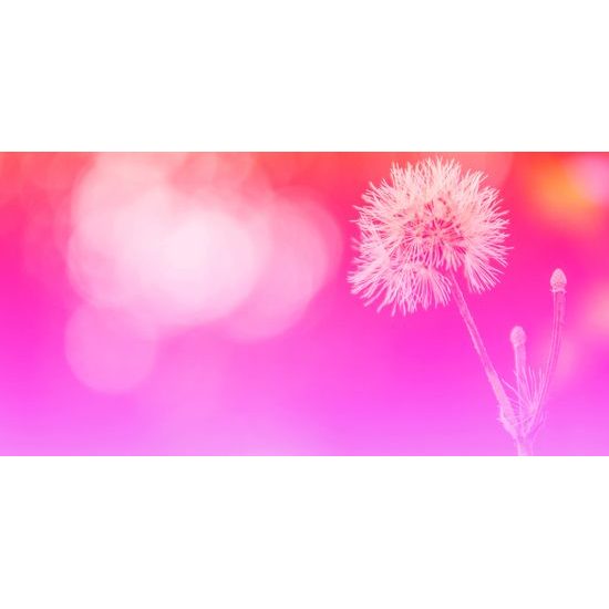 Obraz púpava v ružovo bielych farbách