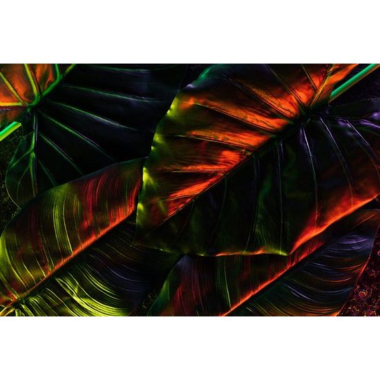 Samolepiaca tapeta palmové listy v neobyčajnom prevedení