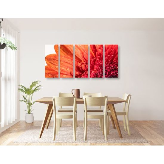 5-dielny obraz ranná rosa na nádhernej gerbere