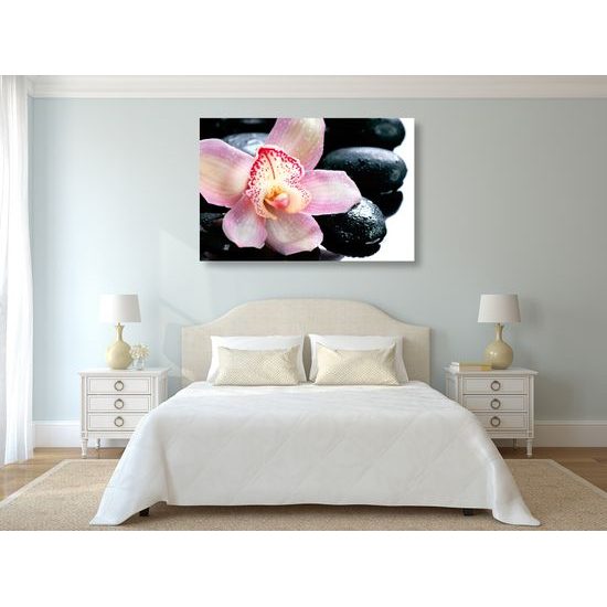 Obraz ružový kvet orchidei
