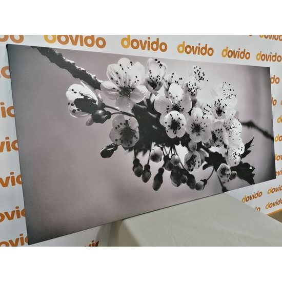 Obraz rozkvitnutá čerenšňa v čiernobielom prevedení