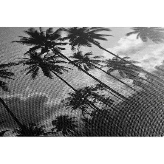 Obraz kokosové palmy v žiare slnka v čiernobielom prevedení