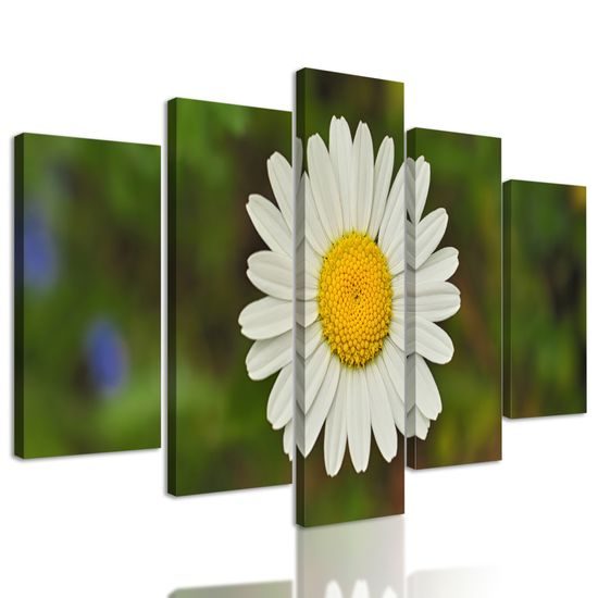5-dielny obraz krásny lúčny kvet