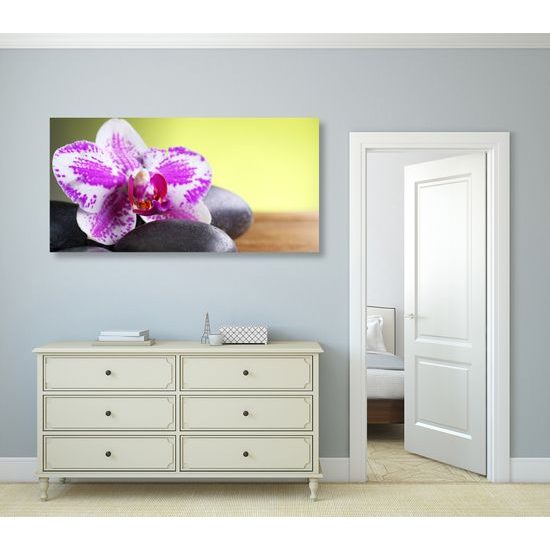 Obraz zaujímavo sfarbená orchidea