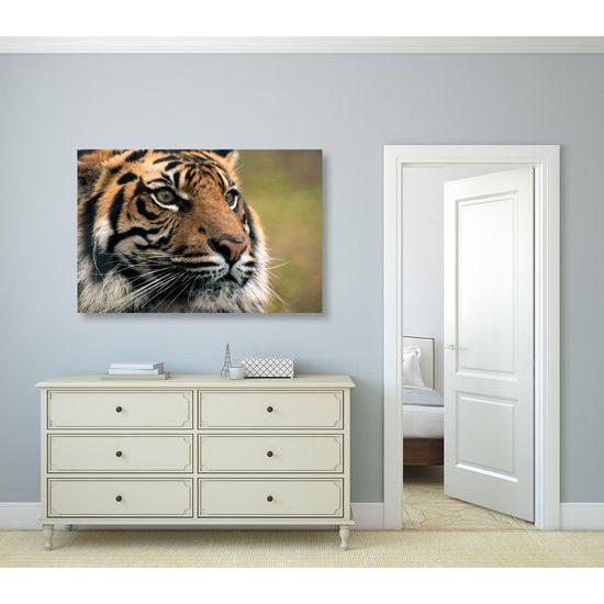 Obraz majestátny tiger