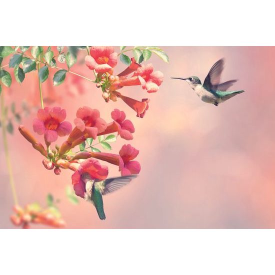 Samolepiaca tapeta nádherný kolibrík